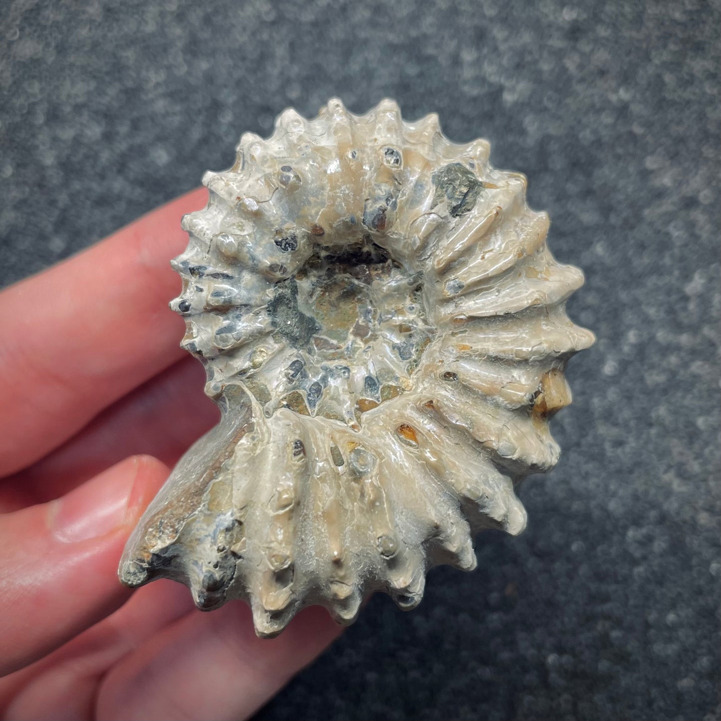 F2656 | Ammonite | Douvilleiceras sp.