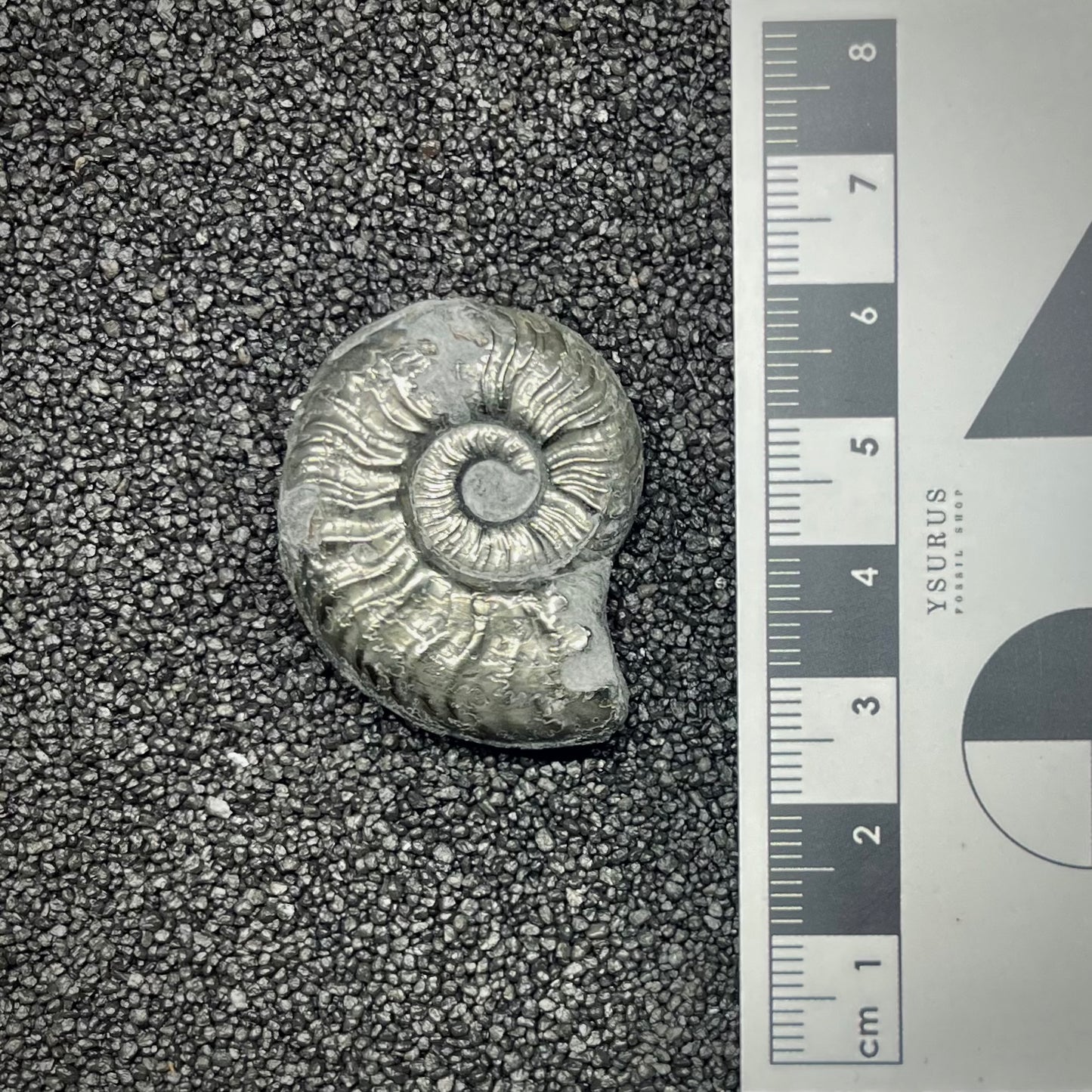 F2880 | Ammonite | Graphoceratidae indet.