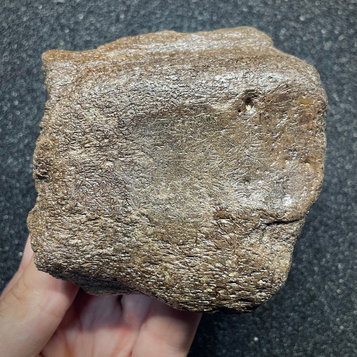 F2722 | Dinosauro | Triceratops sp.