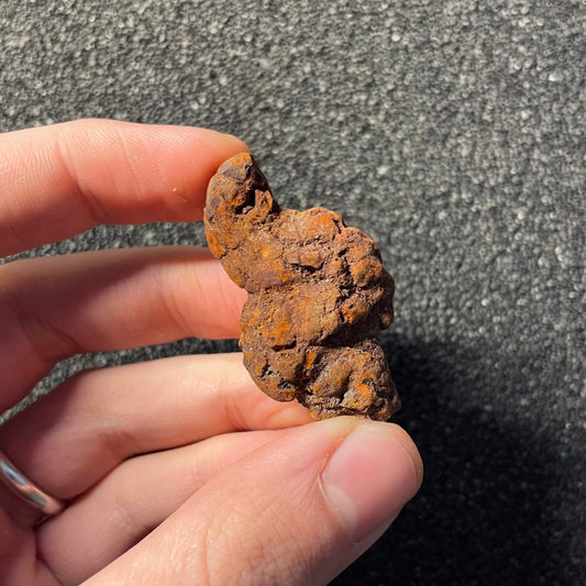 F2458 | Coprolite - Cololite | Testuggine