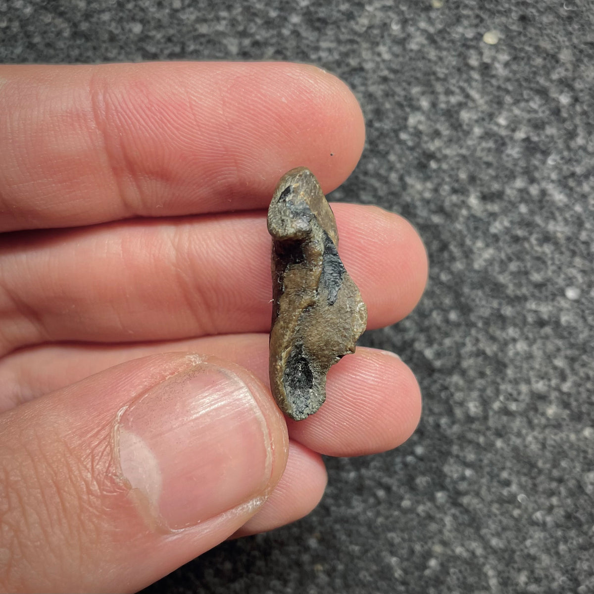 F3026 | Delfino | Delphinidae indet.