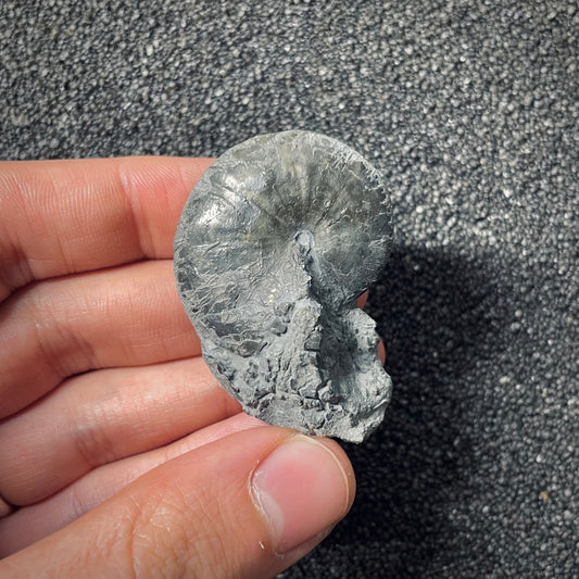 F2558 | Ammonite | Phylloceras sp.