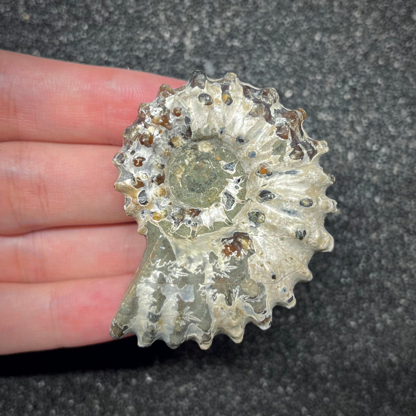 F2963 | Ammonite | Douvilleiceras sp.