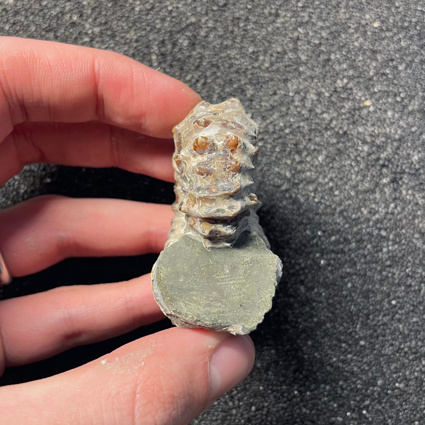 F2388 | Ammonite | Douvilleiceras sp.