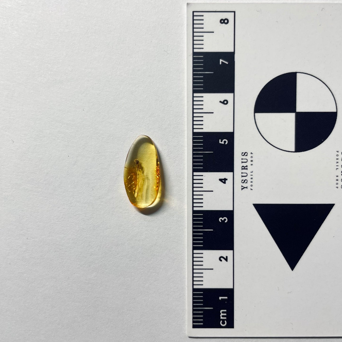 F2085 | Ambra con inclusione | Chironomidae indet.