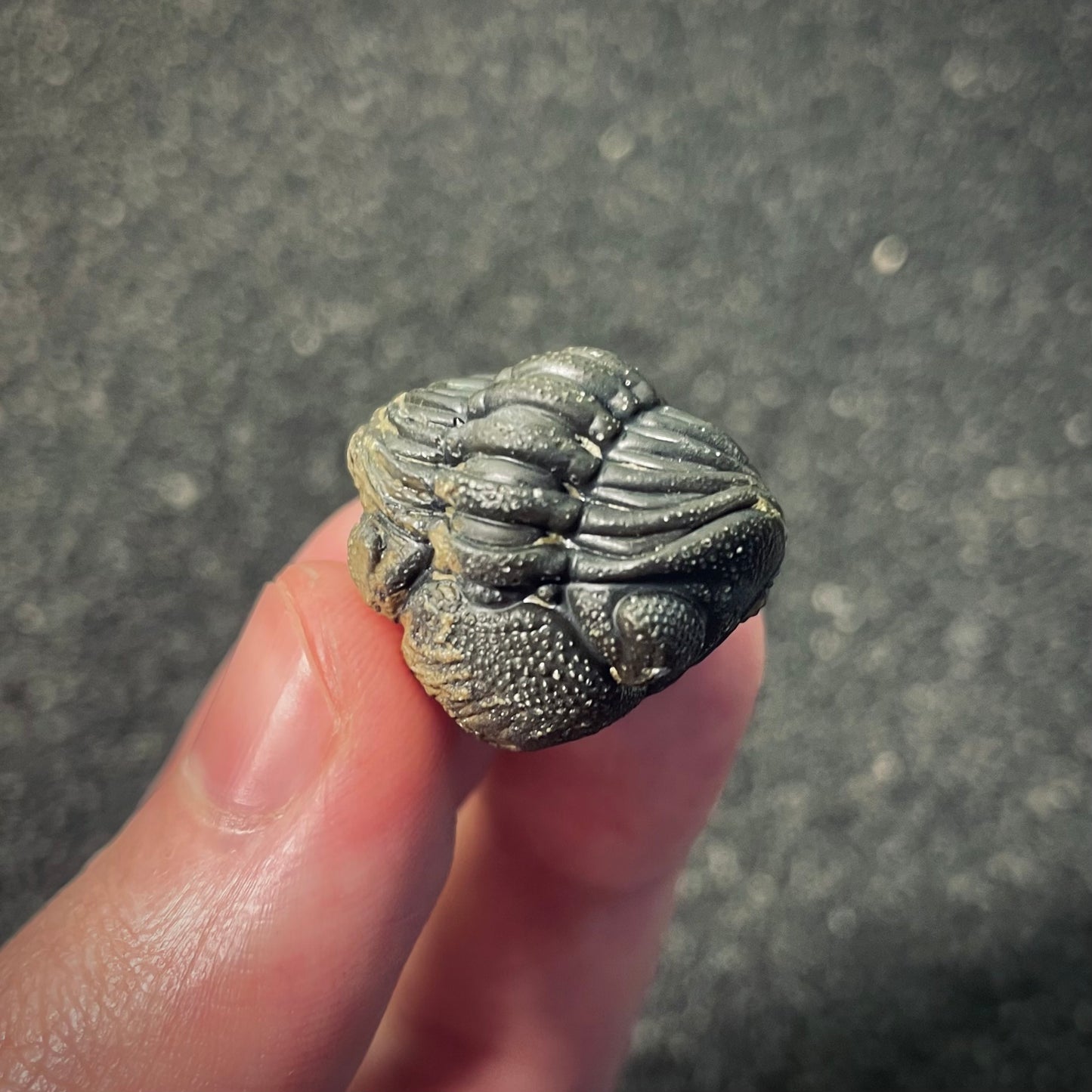 F2602 | Trilobite | Phacopidae indet.