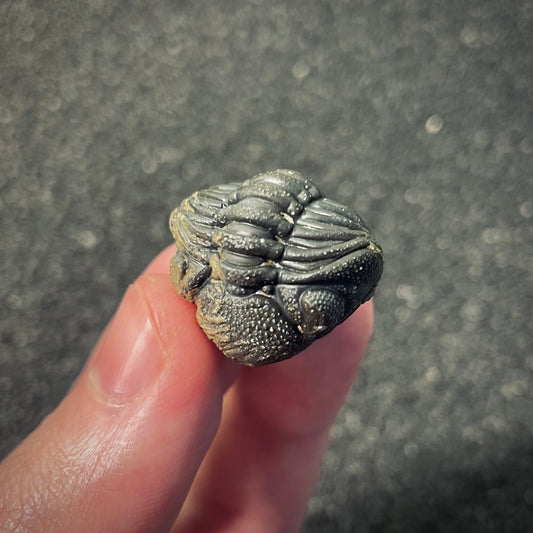 F2602 | Trilobite | Phacopidae indet.