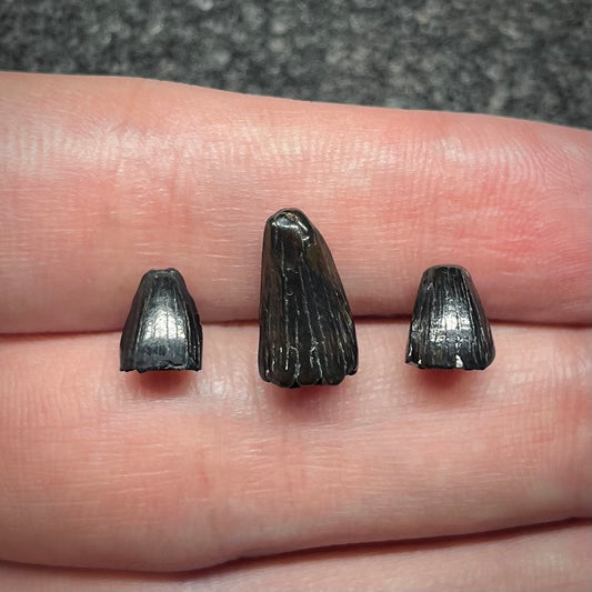 F3056 | 3 pz. | Coccodrillo | Diplocynodon sp.