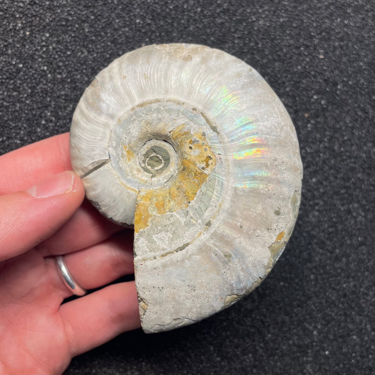 F2381 | Ammonite | Cleoniceras sp.