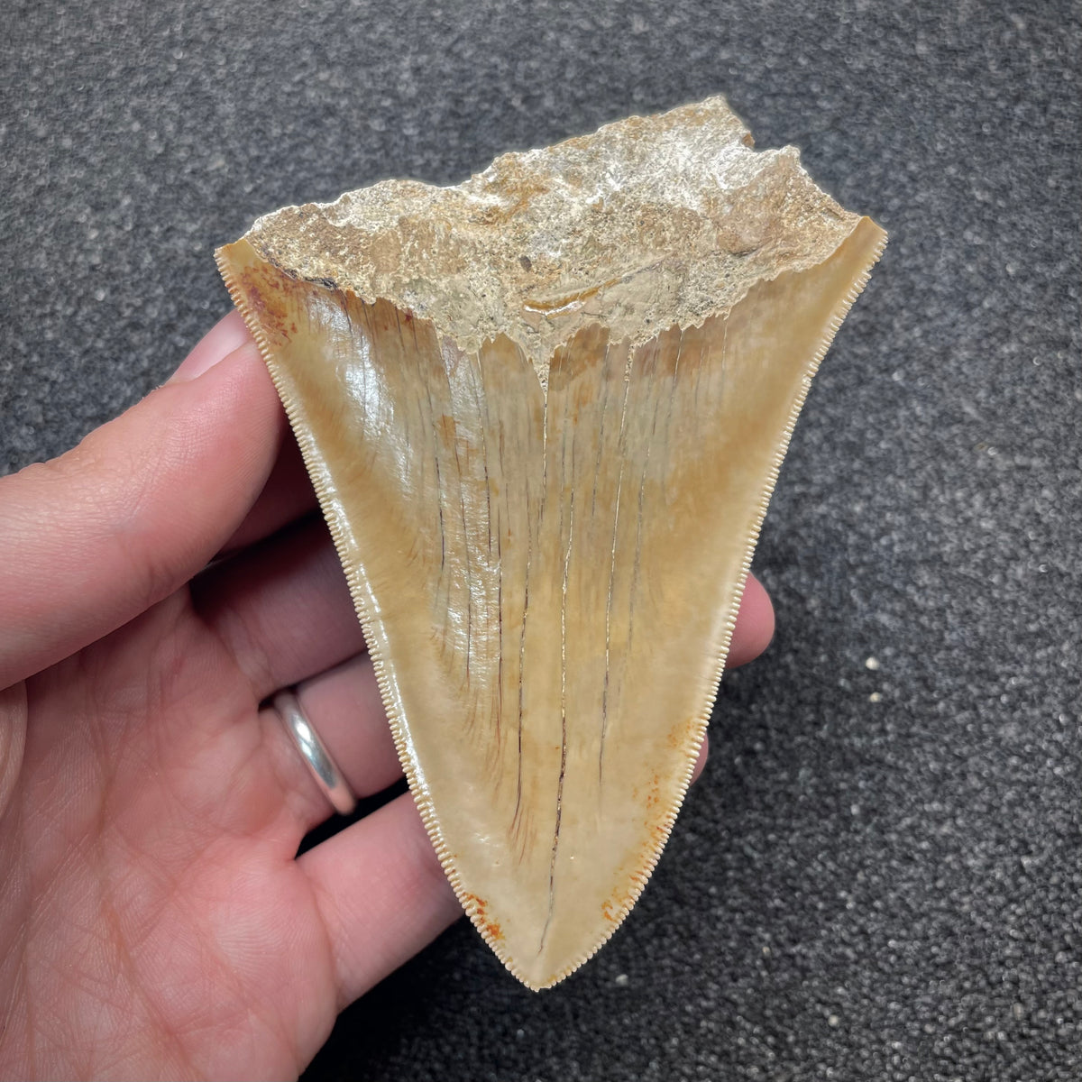 F3047 | Squalo | Otodus megalodon