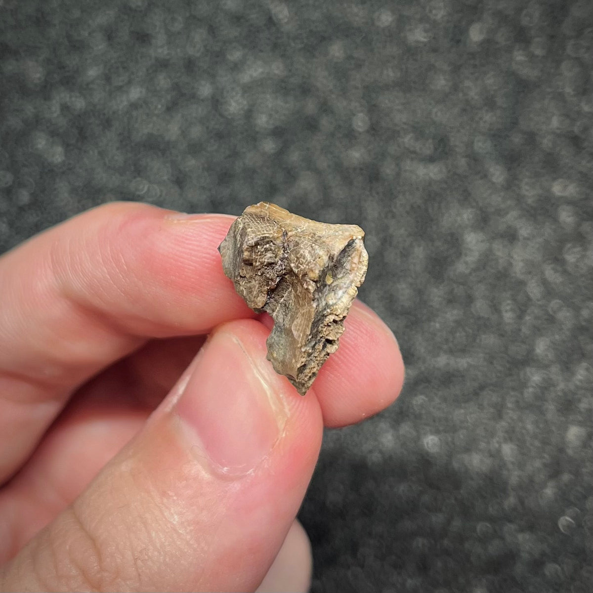 F3004 | Dinosauro | Triceratops sp.