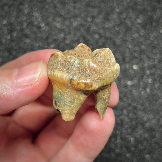 F2997 | Orso | Ursus spelaeus