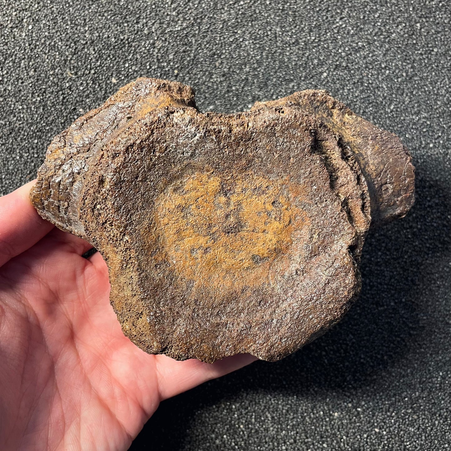 F2505 | Plesiosauro | Plesiosauria indet.