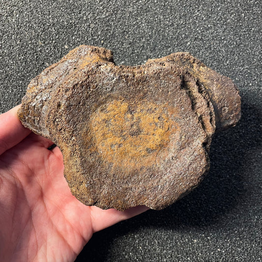 F2505 | Plesiosauro | Plesiosauria indet.