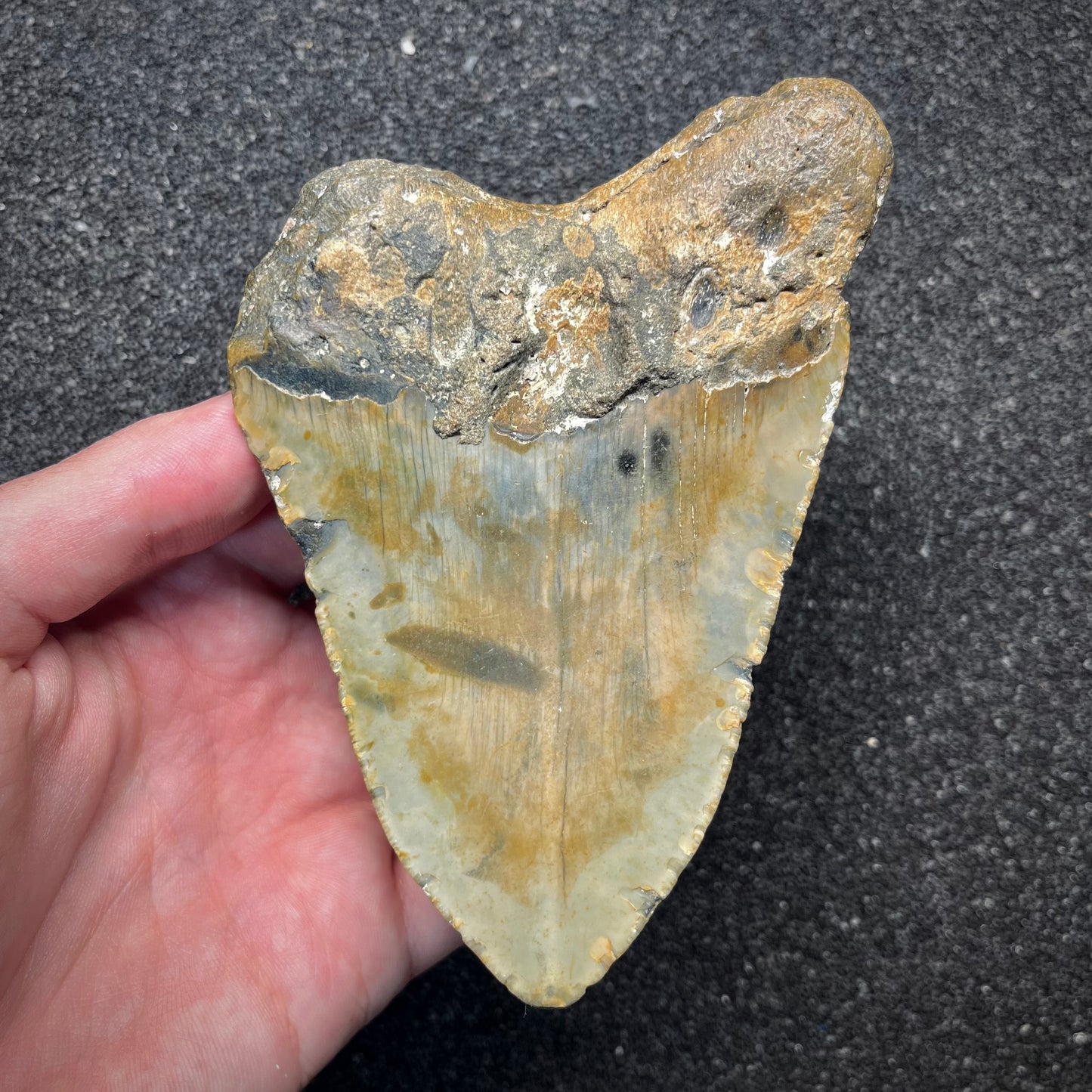 F2924 | Squalo | Otodus megalodon