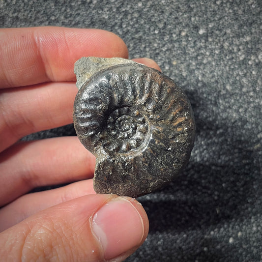 F2569 | Ammonite | Graphoceratidae indet.