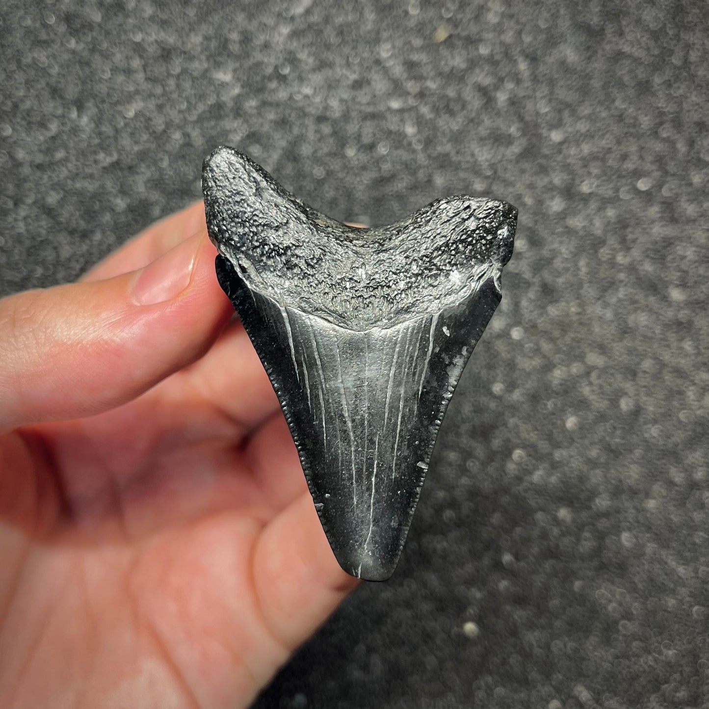F2916 | Squalo | Otodus megalodon
