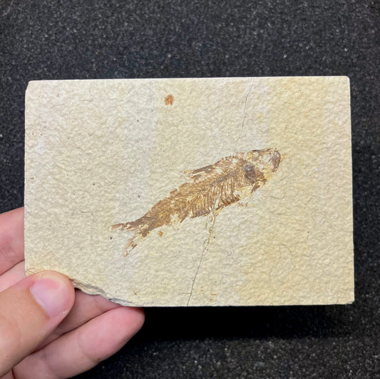 F2725 | Pesce | Knightia eocaena