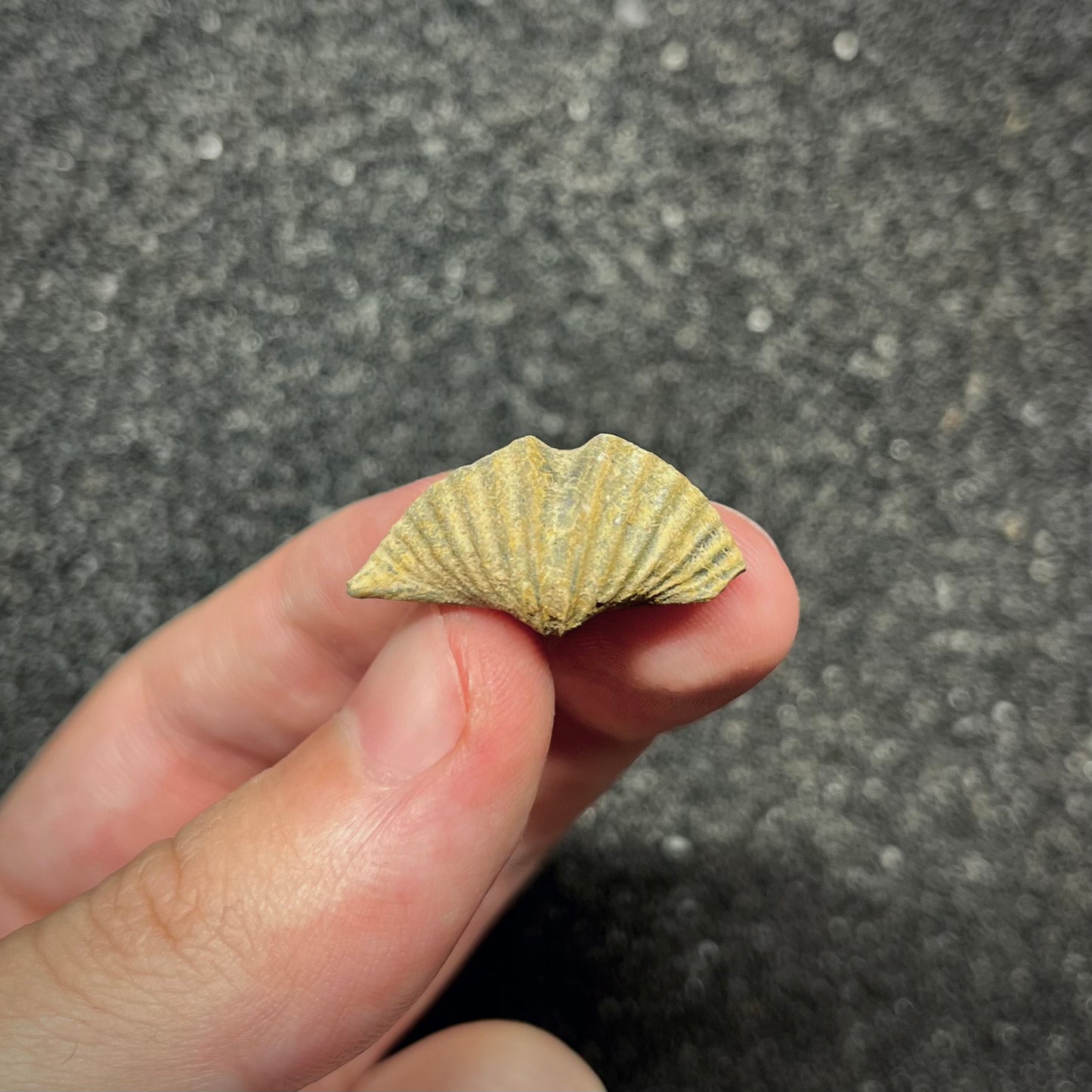 F2946 | Brachiopode | Brachiopoda indet.