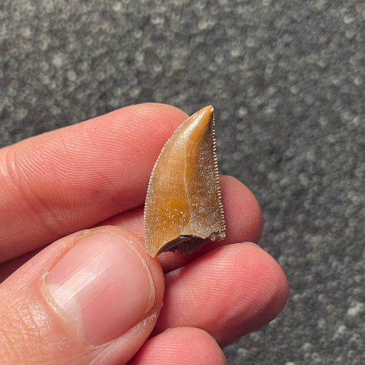 F2108 | Dinosauro | Majungasaurus crenatissimus