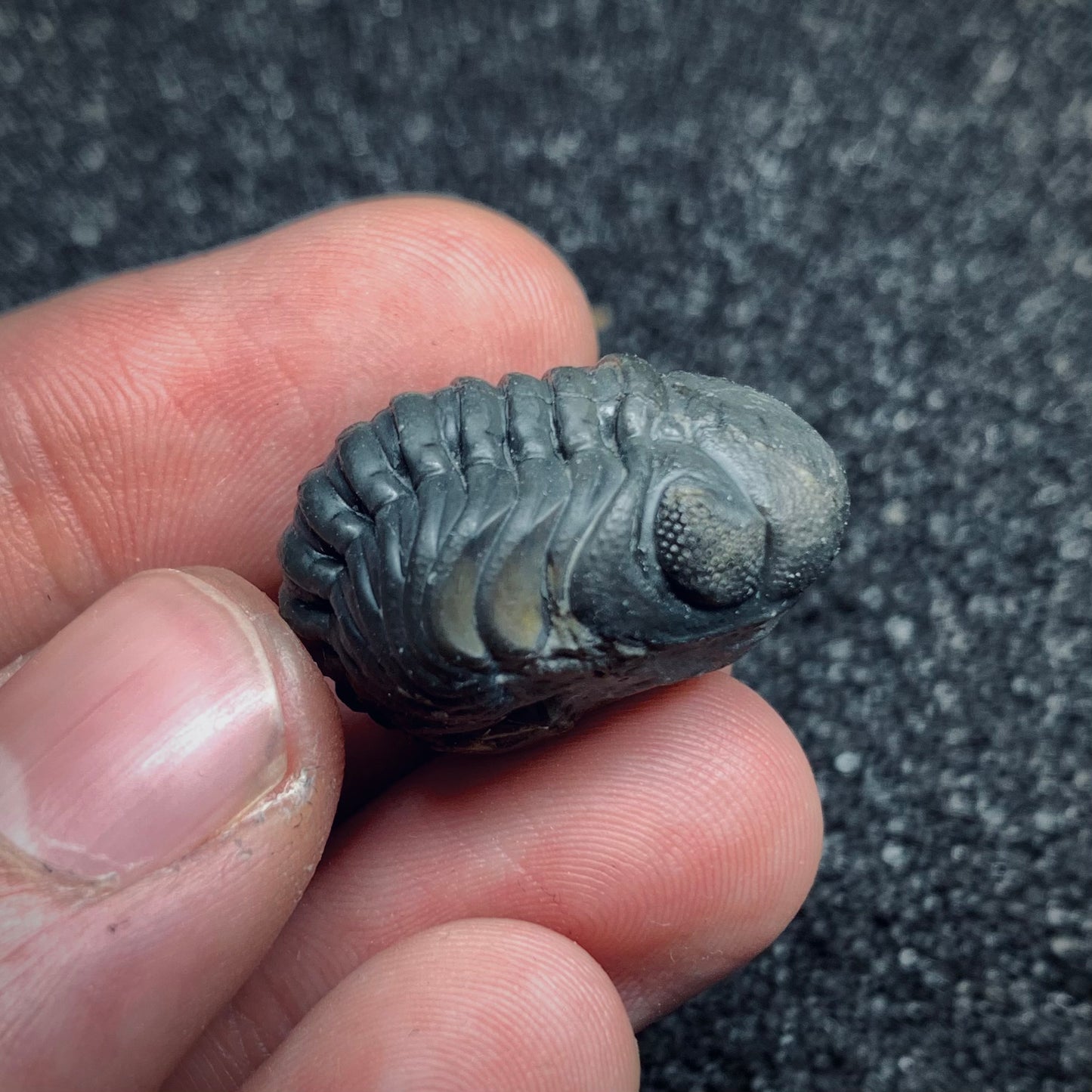 F494 | Trilobite | Phacopidae indet.