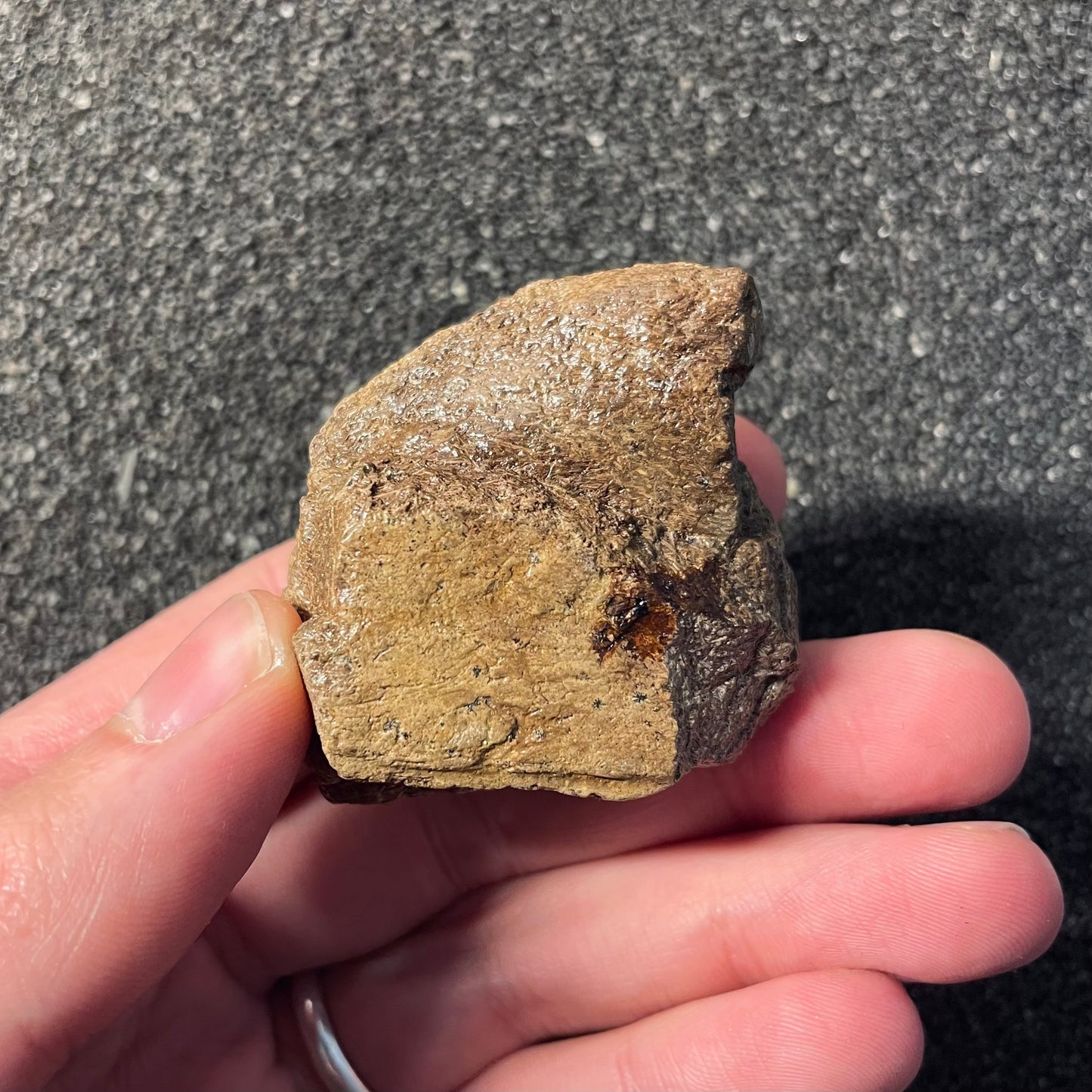F2520 | Dinosauro | Triceratops sp.
