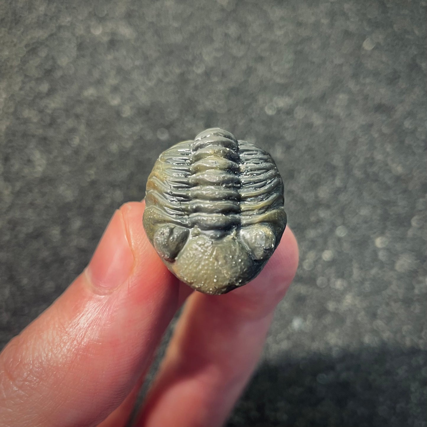 F2601 | Trilobite | Phacopidae indet.
