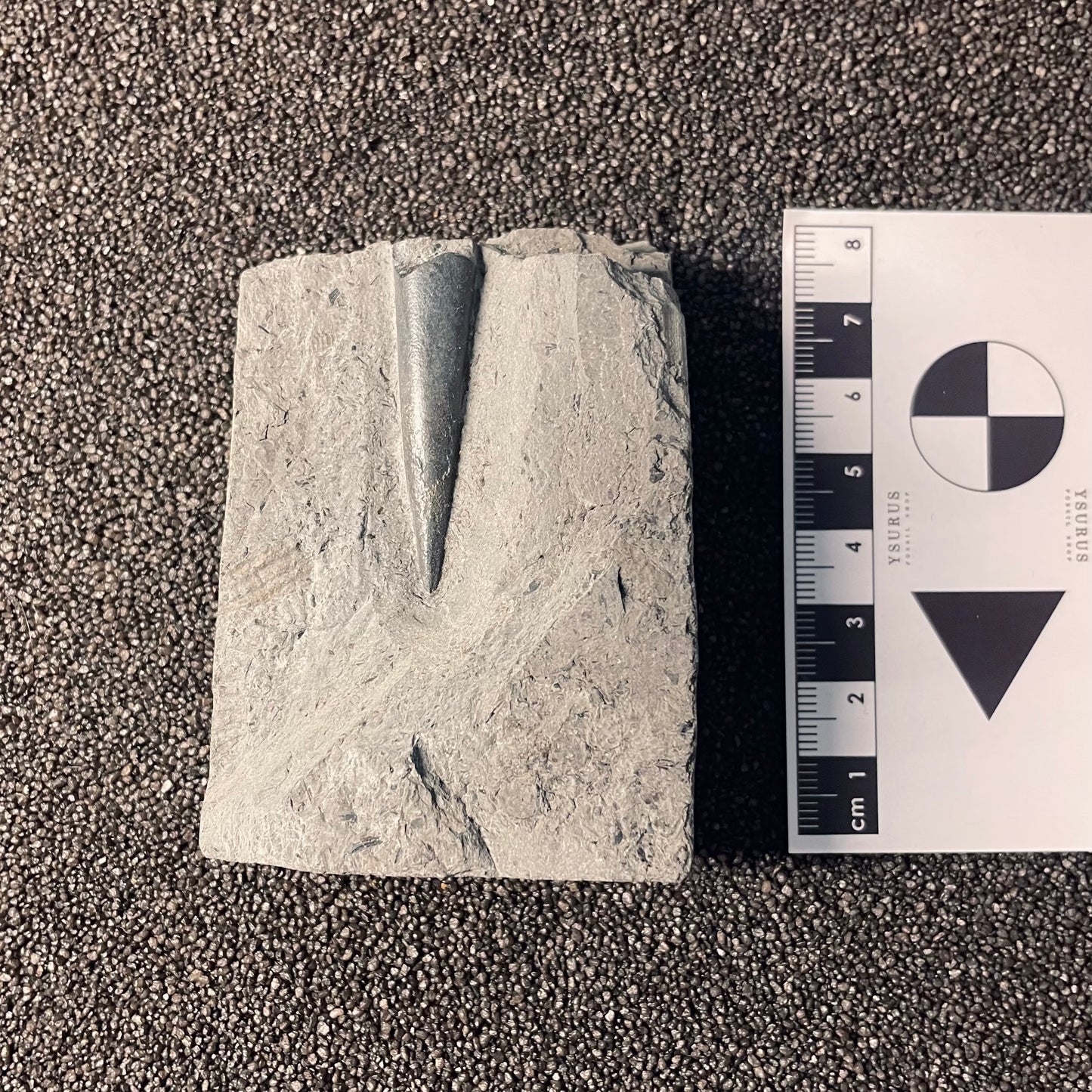 F2399 | Belemnite | Belemnoidea indet.