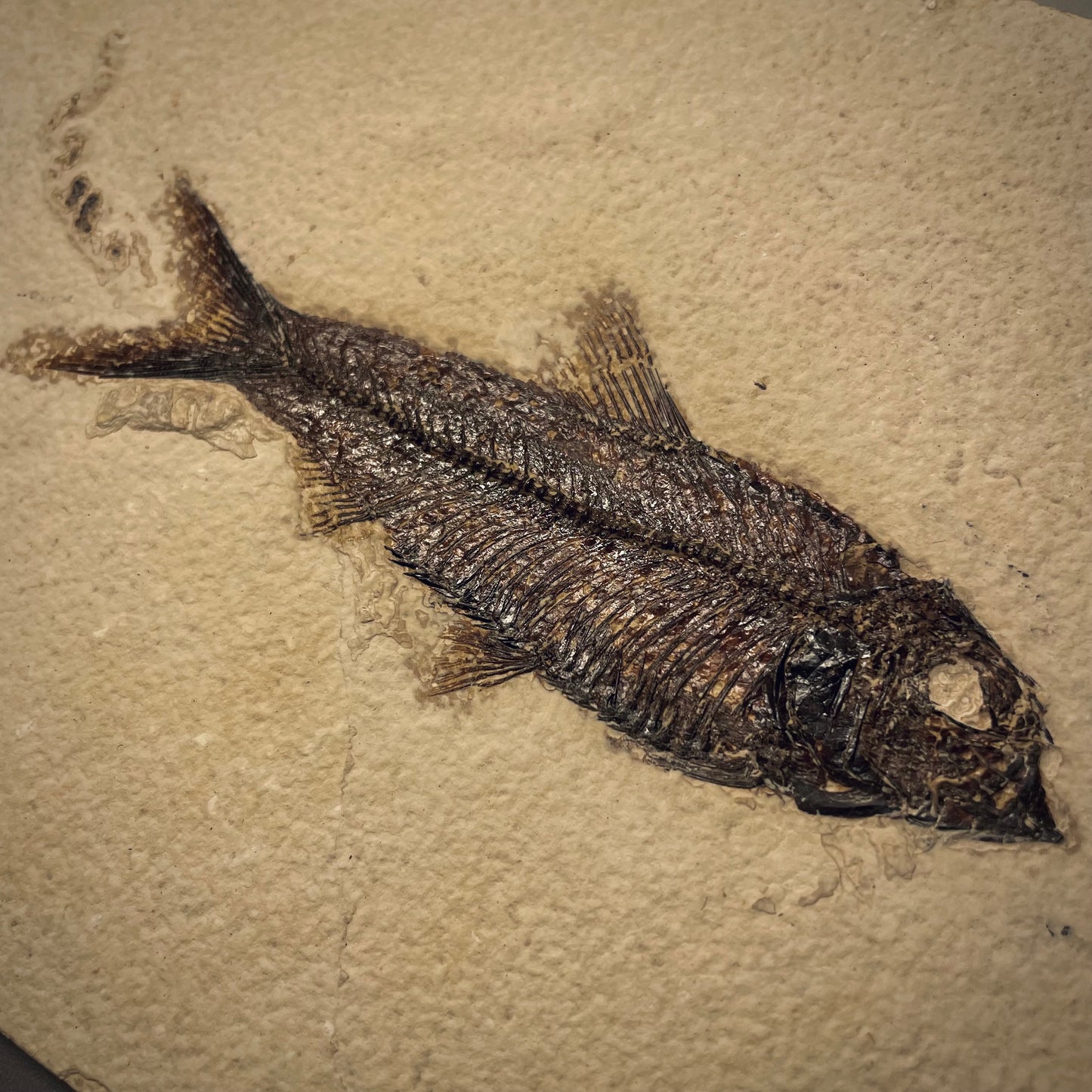 F1965 | Pesce | Knightia eocaena