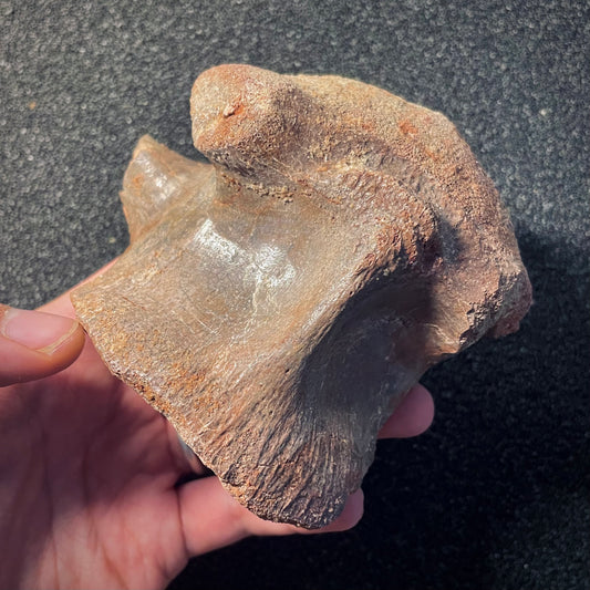 F1937 | Dinosauro | Spinosaurus aegyptiacus