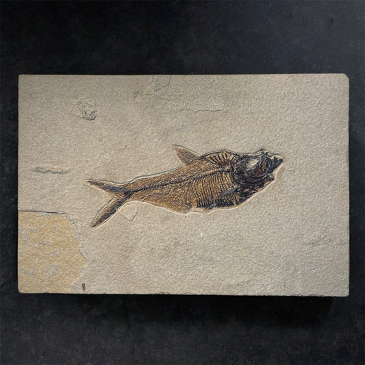 F1962 | Pesce | Diplomystus dentatus