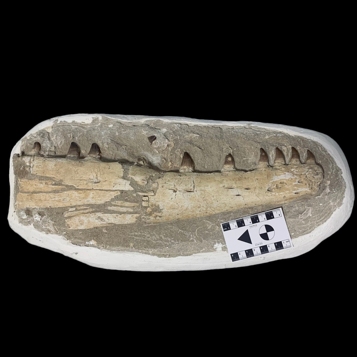 F958 | Mosasauro | Prognathodon sp.