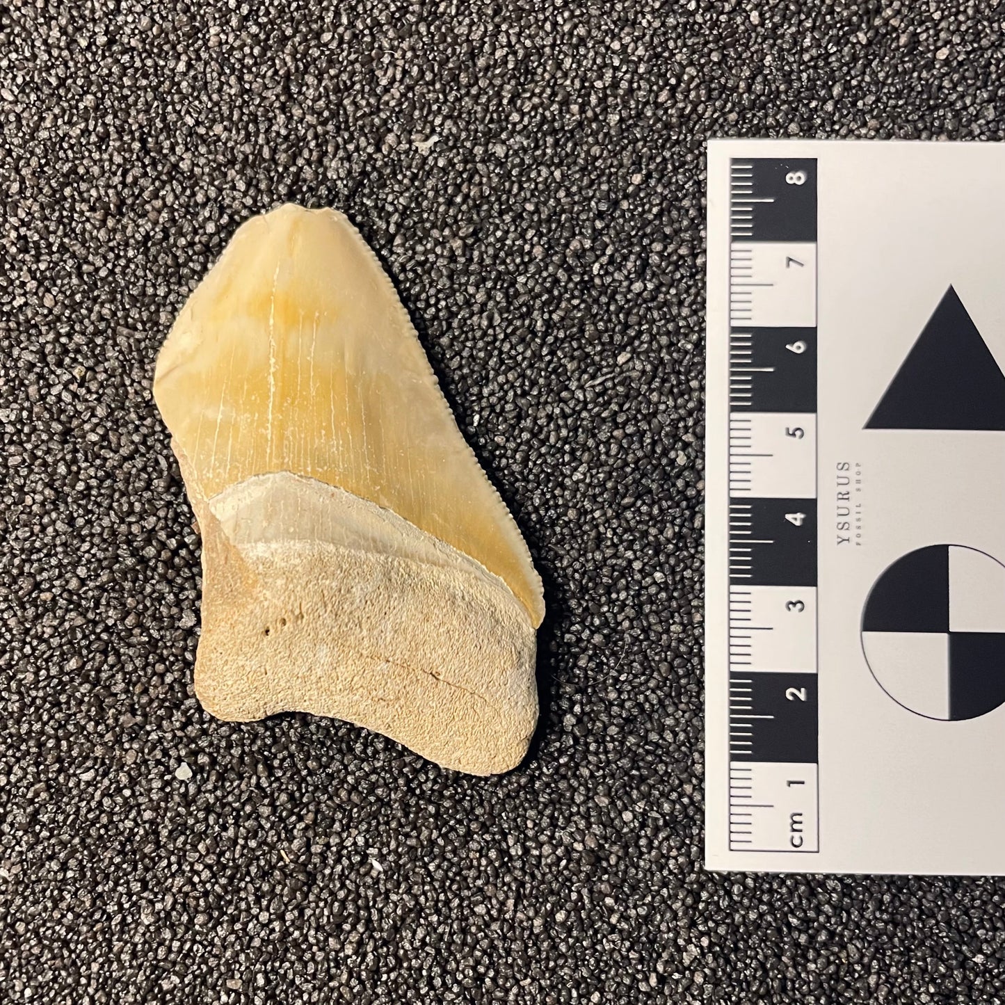 F2439 | Squalo | Otodus megalodon