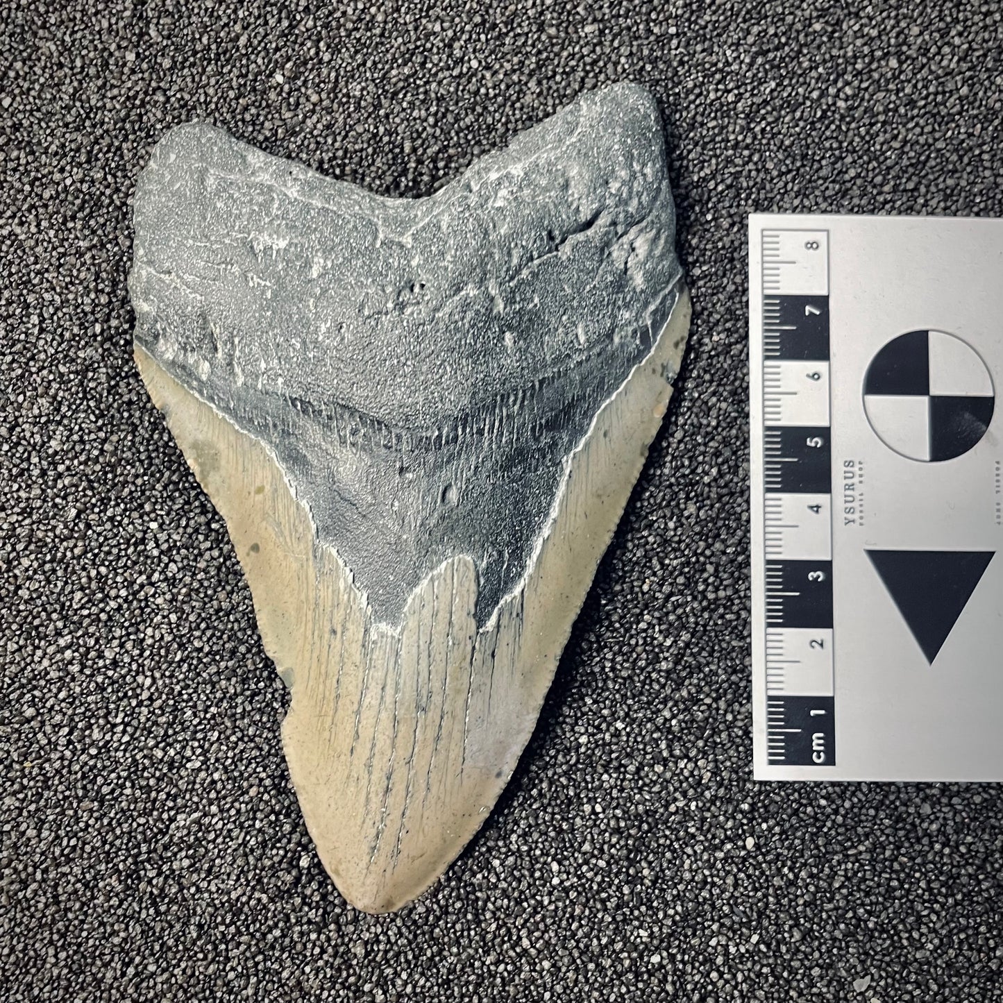 F2580 | Squalo | Otodus megalodon