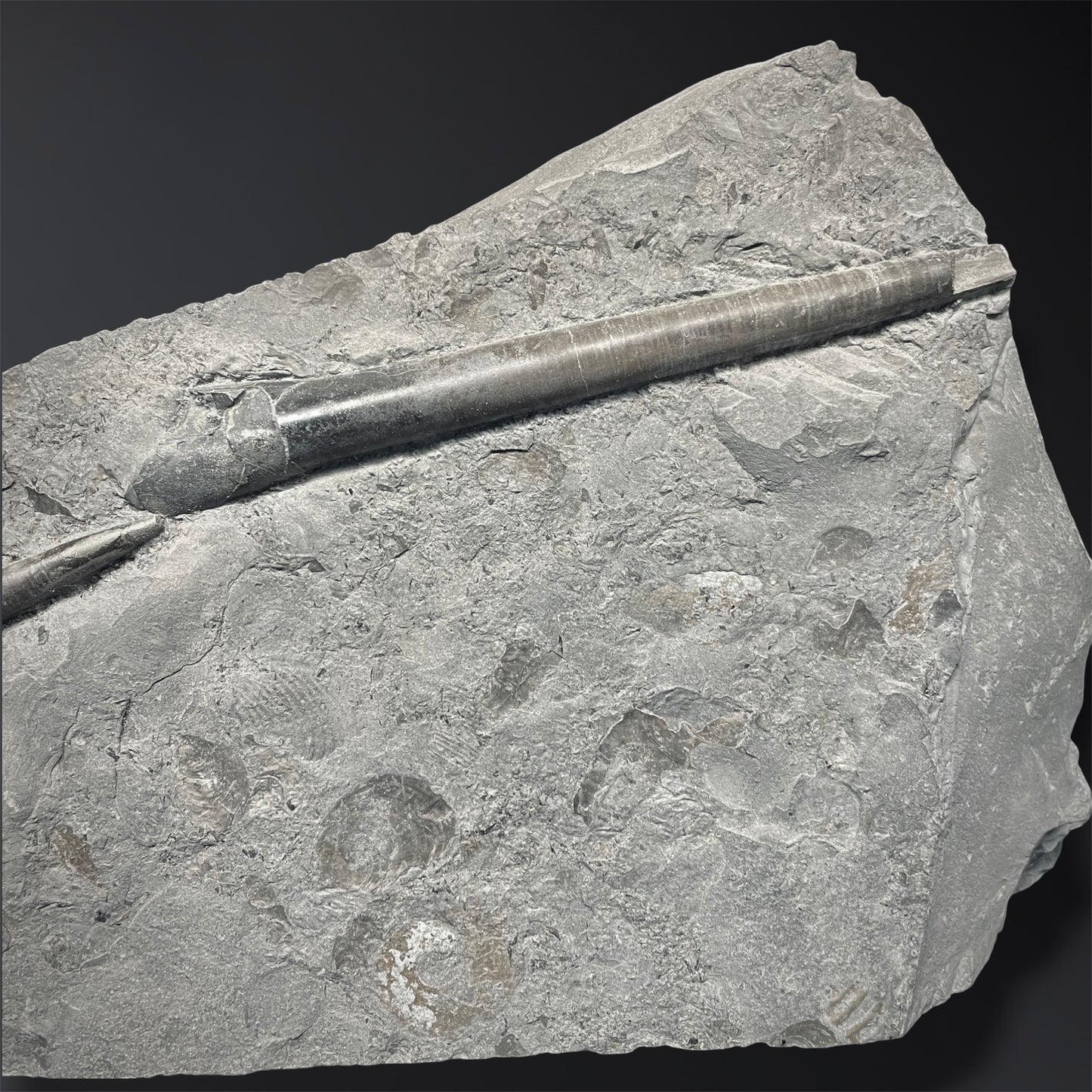 F2804 | Belemnite | Belemnoidea indet.