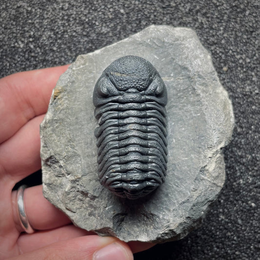 F1892 | Trilobite | Phacopidae indet.