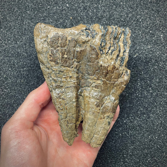 F2672 | Mammut | Mammuthus sp.