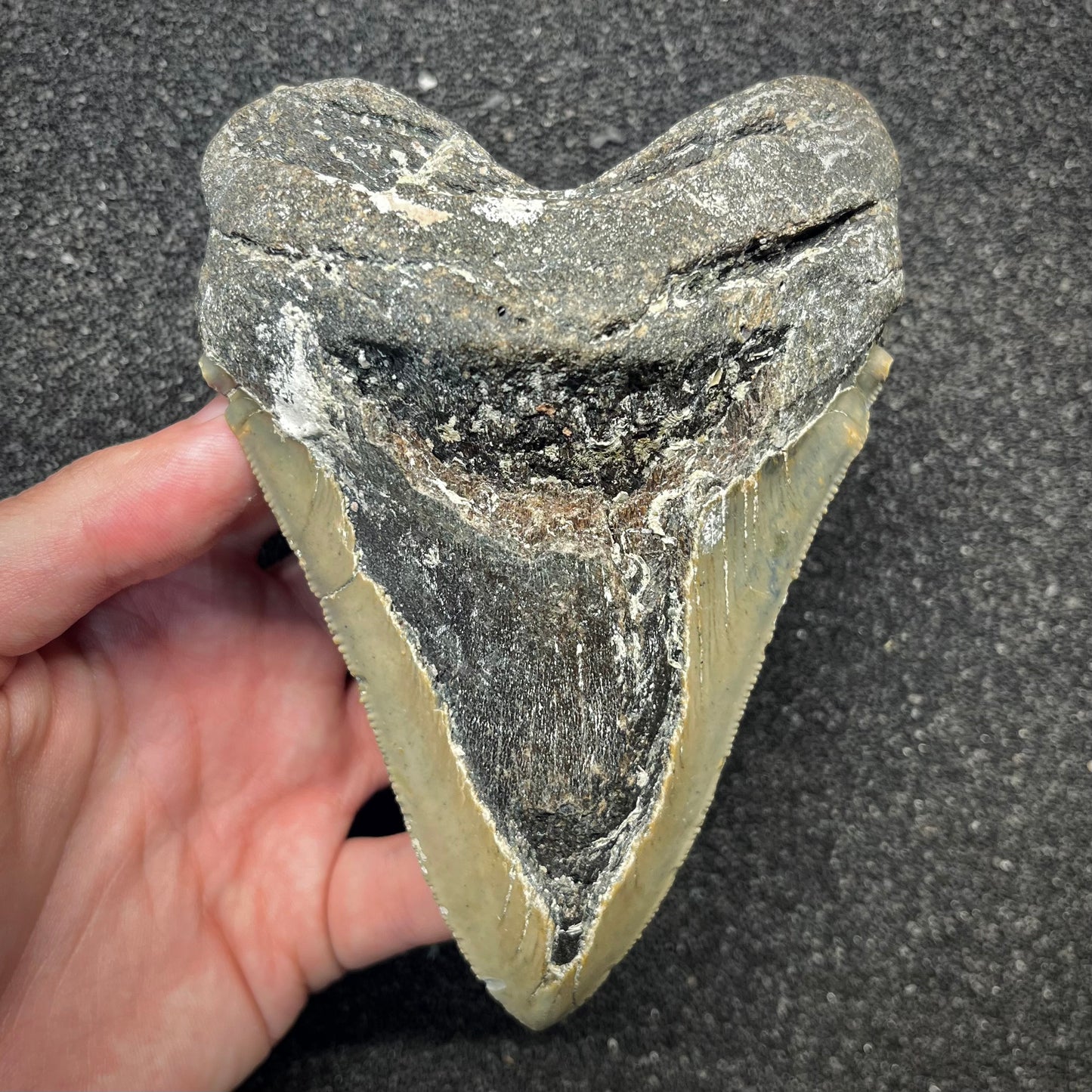 F2929 | Squalo | Otodus megalodon