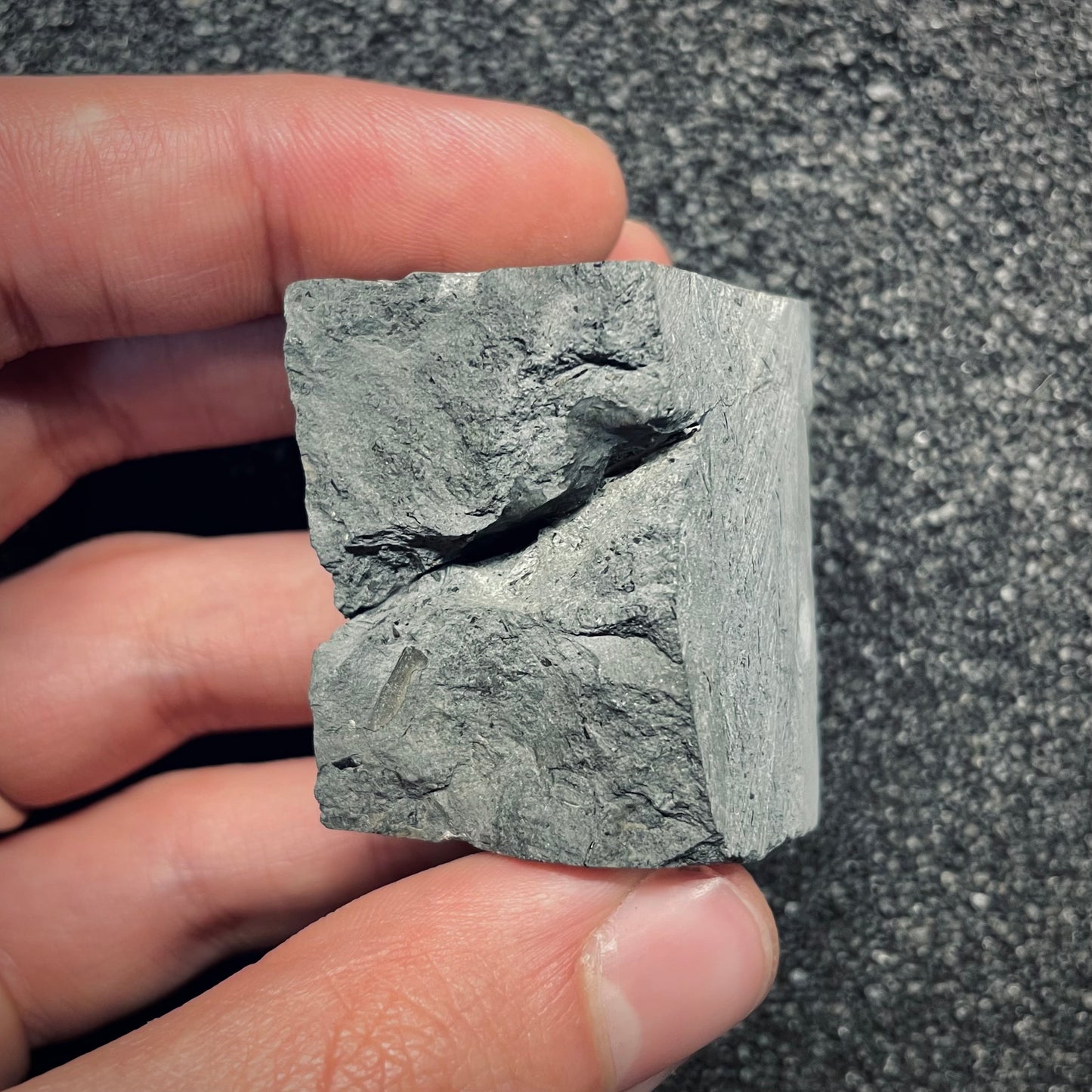F2685 | Coccodrillo | Steneosaurus sp.