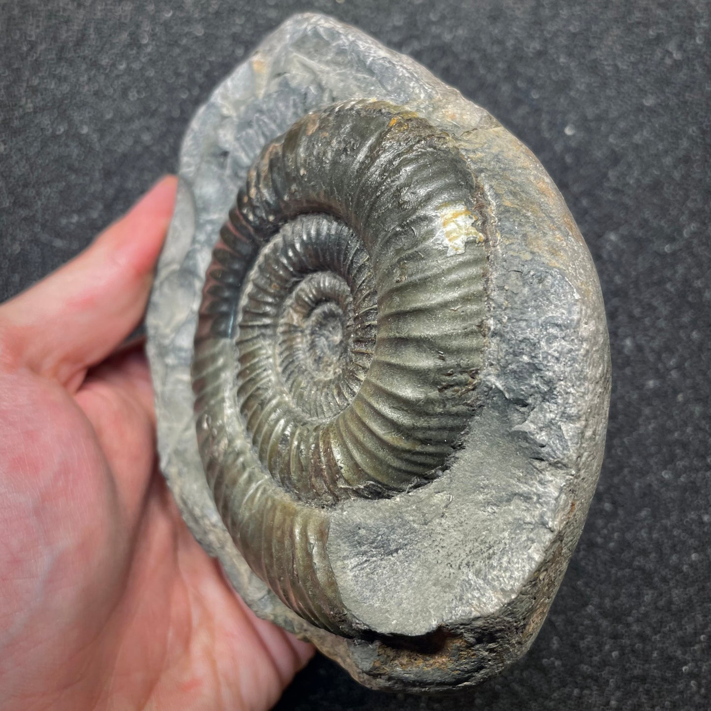 F2810 | Ammonite | Dactylioceras commune