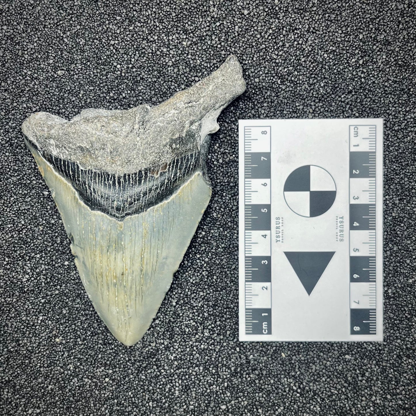 F2772 | Squalo | Otodus megalodon