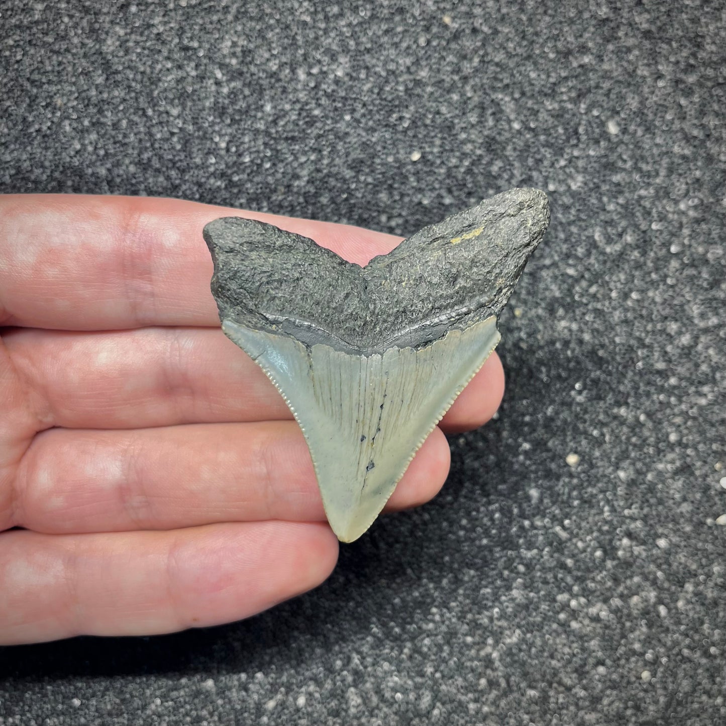 F2877 | Squalo | Otodus megalodon