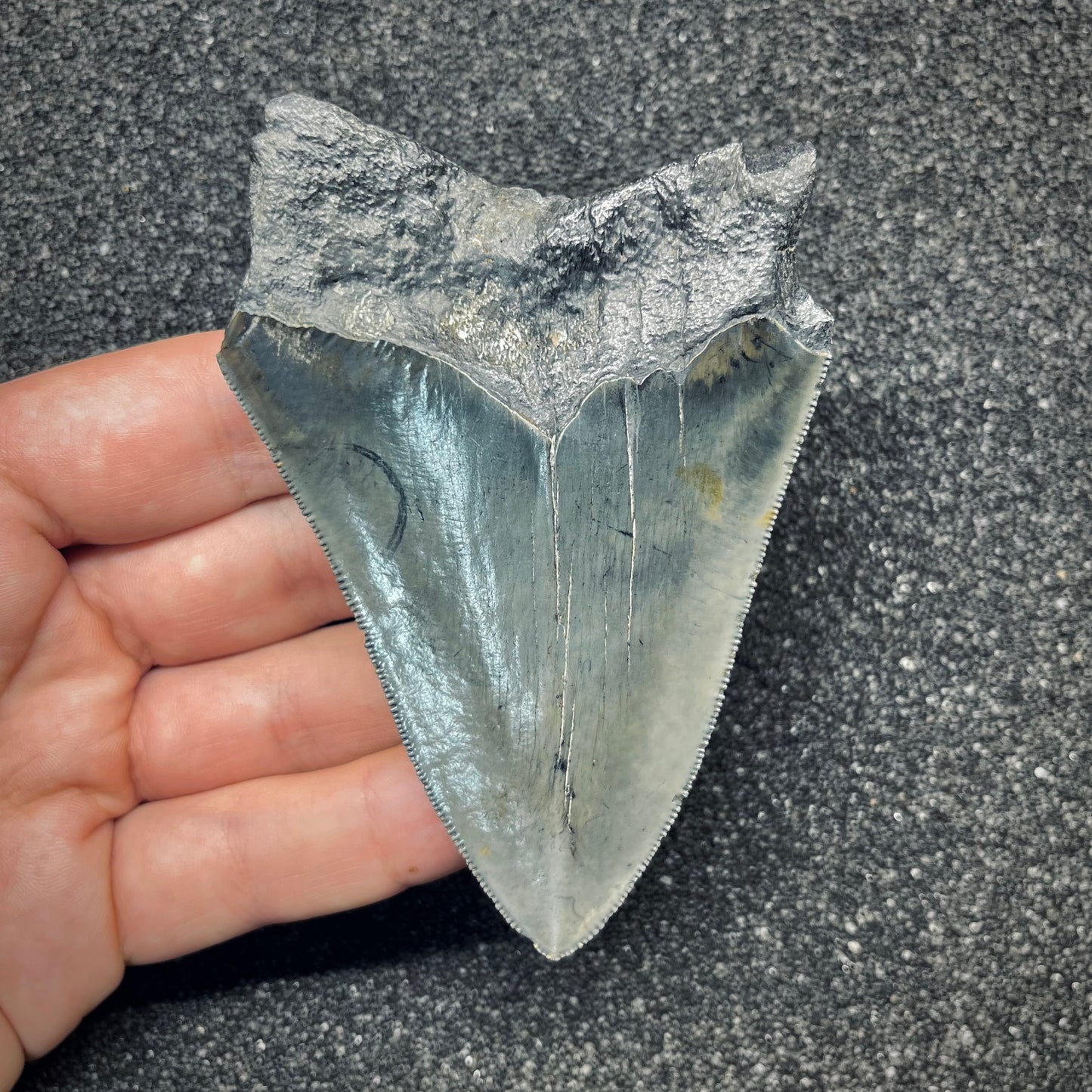 F2778 | Squalo | Otodus megalodon