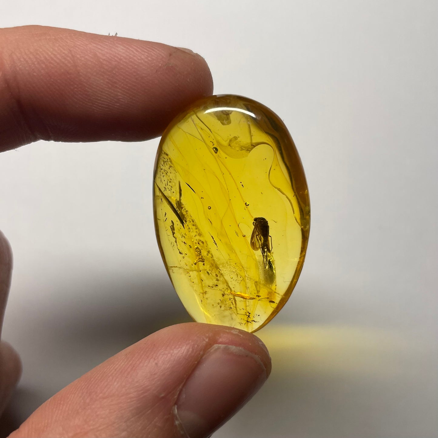 F2425 | Ambra con inclusione | Rhagionidae indet.