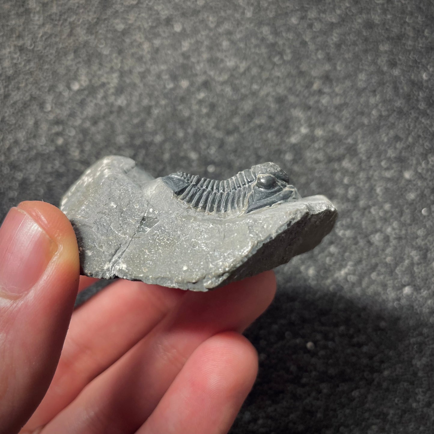 F1893 | Trilobite | Gerastos tuberculatus