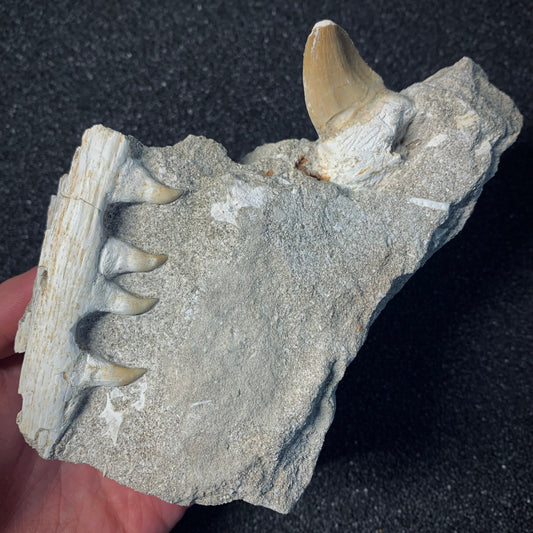 F540 | Mosasauro | Prognathodon sp. & Halisaurus arambourgi