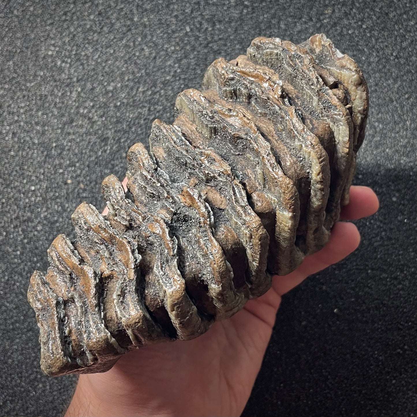 F1904 | Mammut | Mammuthus sp.