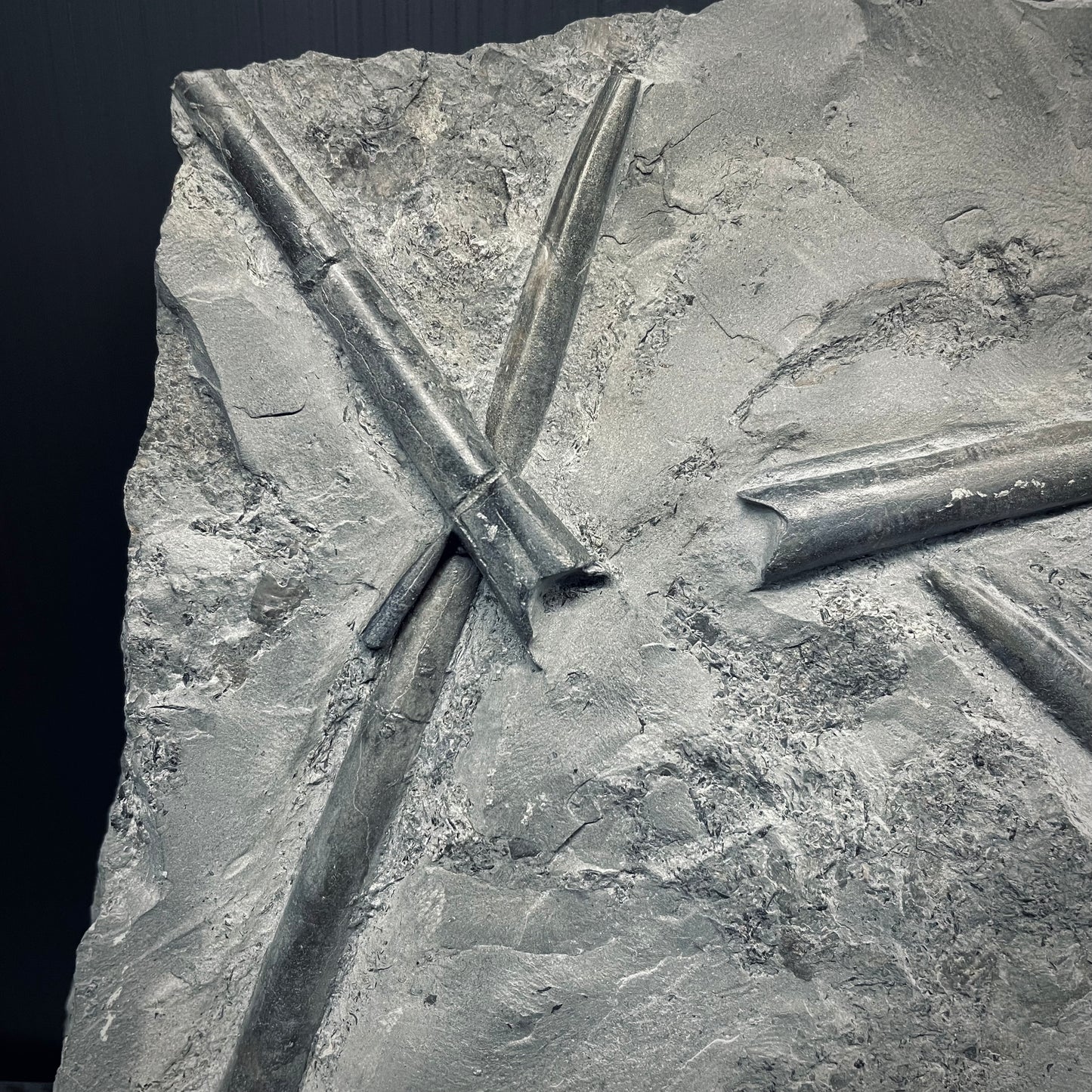 F2806 | Belemnite | Belemnoidea indet.