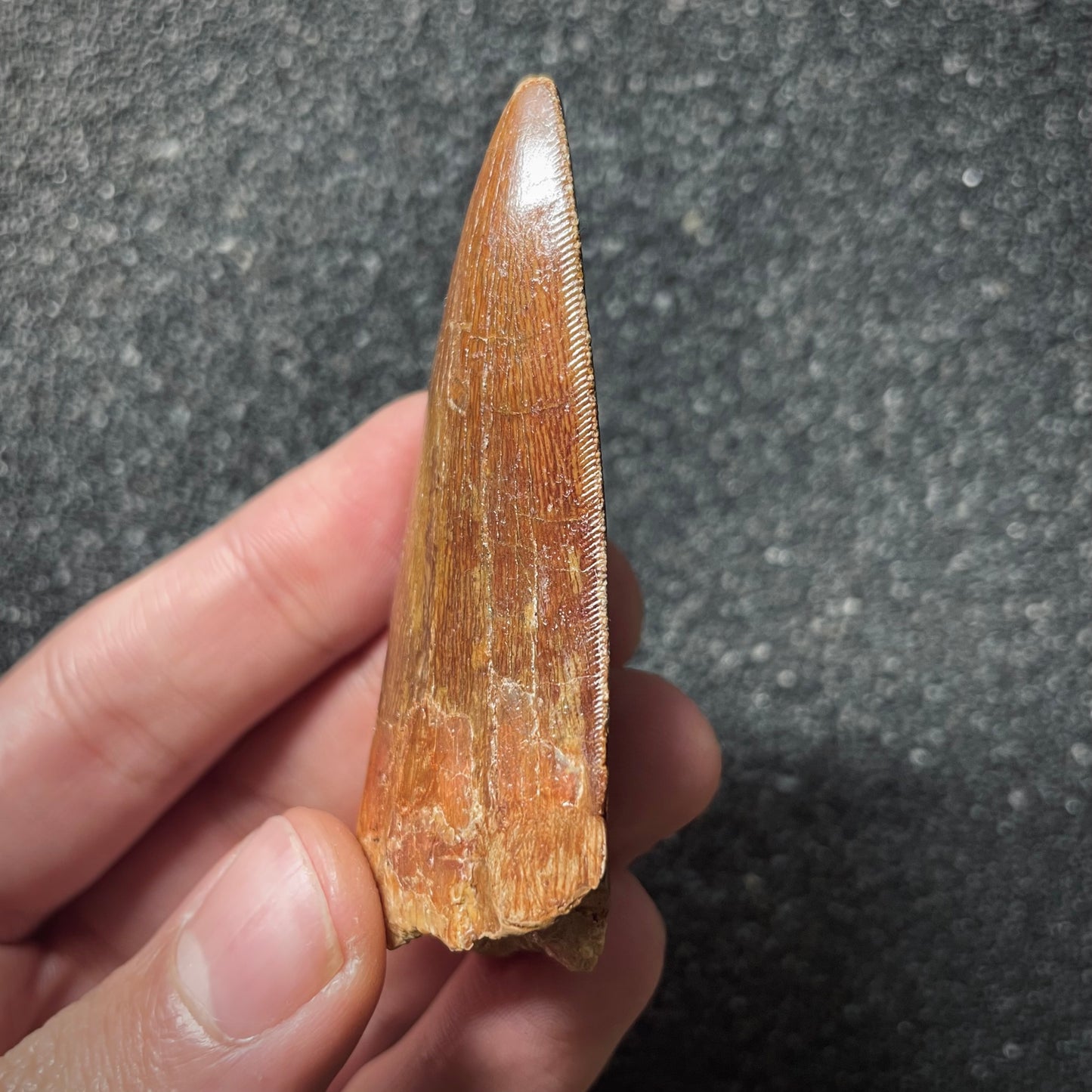 F2094 | Dinosauro | Carcharodontosaurus saharicus