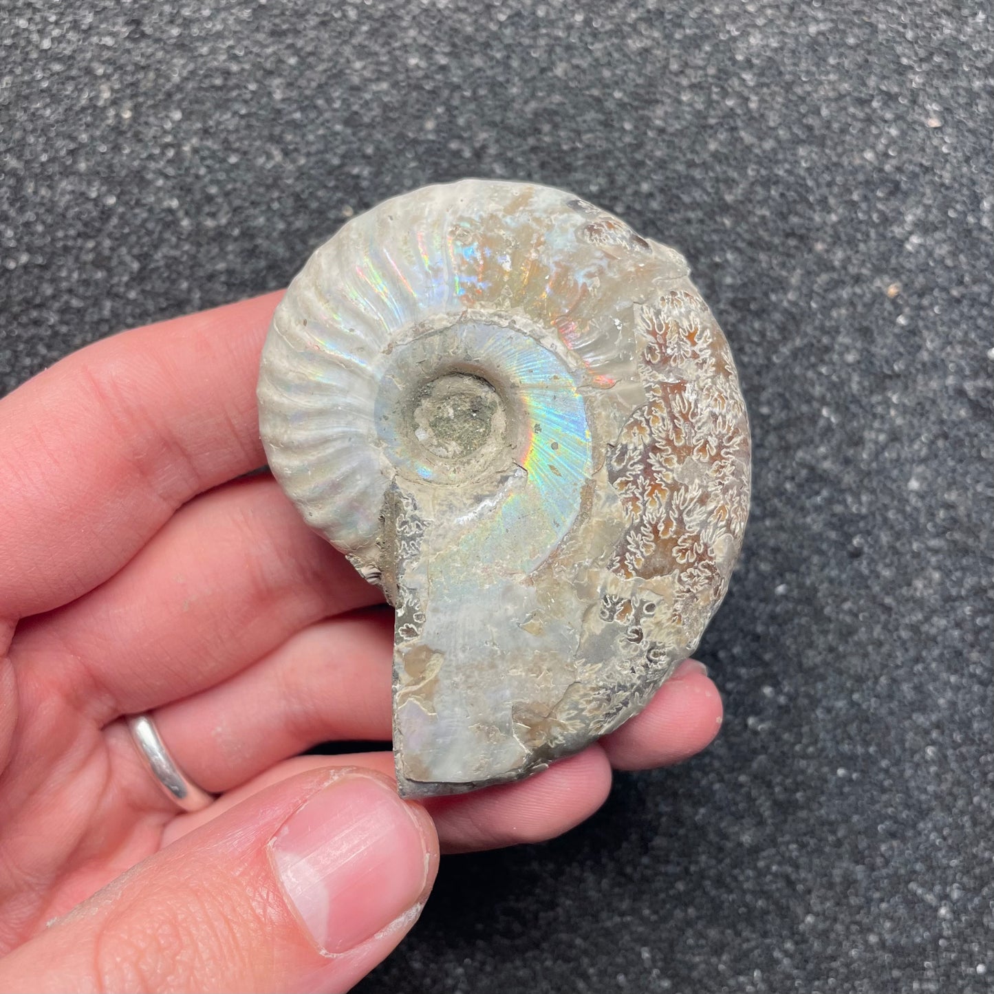 F2383 | Ammonite | Cleoniceras sp.